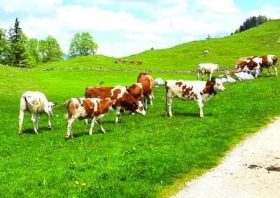 Ferienhaus-Inntal_Umgebung-31