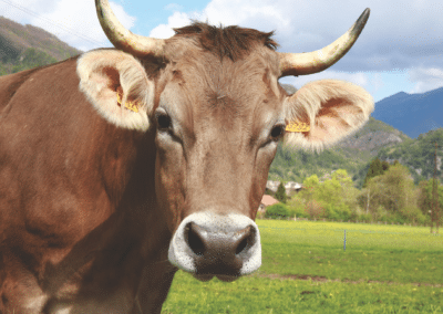 Ferienhaus-Inntal_Umgebung-Kuh