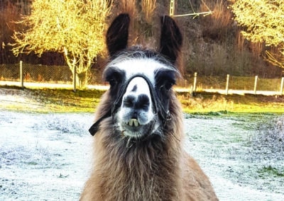 Ferienhaus-Inntal_Umgebung-7