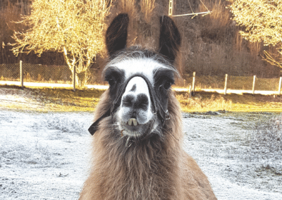 Ferienhaus-Inntal_Umgebung-7